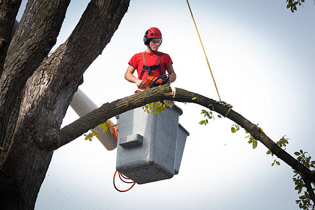 Why Choose Our Tree Removal Services in Castle Dale, UT?